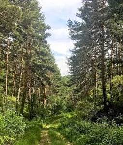 Forest hiking leon