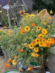 Yellow and orange flowers