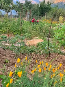Permaculture vegetable garden