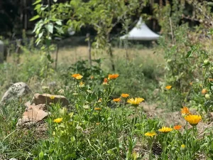 Wellness retreat flower garden and pagoda