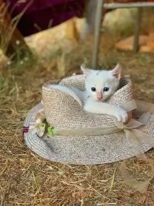 Pet friendly retreat with small kitten on a hat